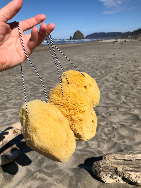 Giant Natural Bath Sponge